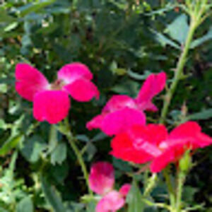 Meet your Posher, Miriam